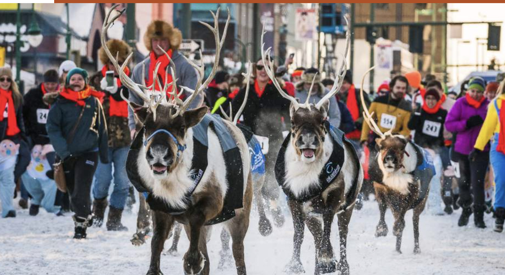 Fur Rondy reindeer race with competitors and crowd during Alaska's winter festival