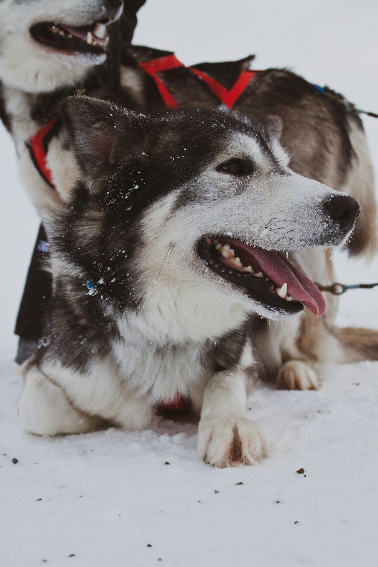 Happy Alaskan sled dogs with harnesses ready for mushing adventure in snow