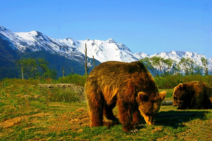 Alaska wildlife in natural habitat with snow-capped mountains