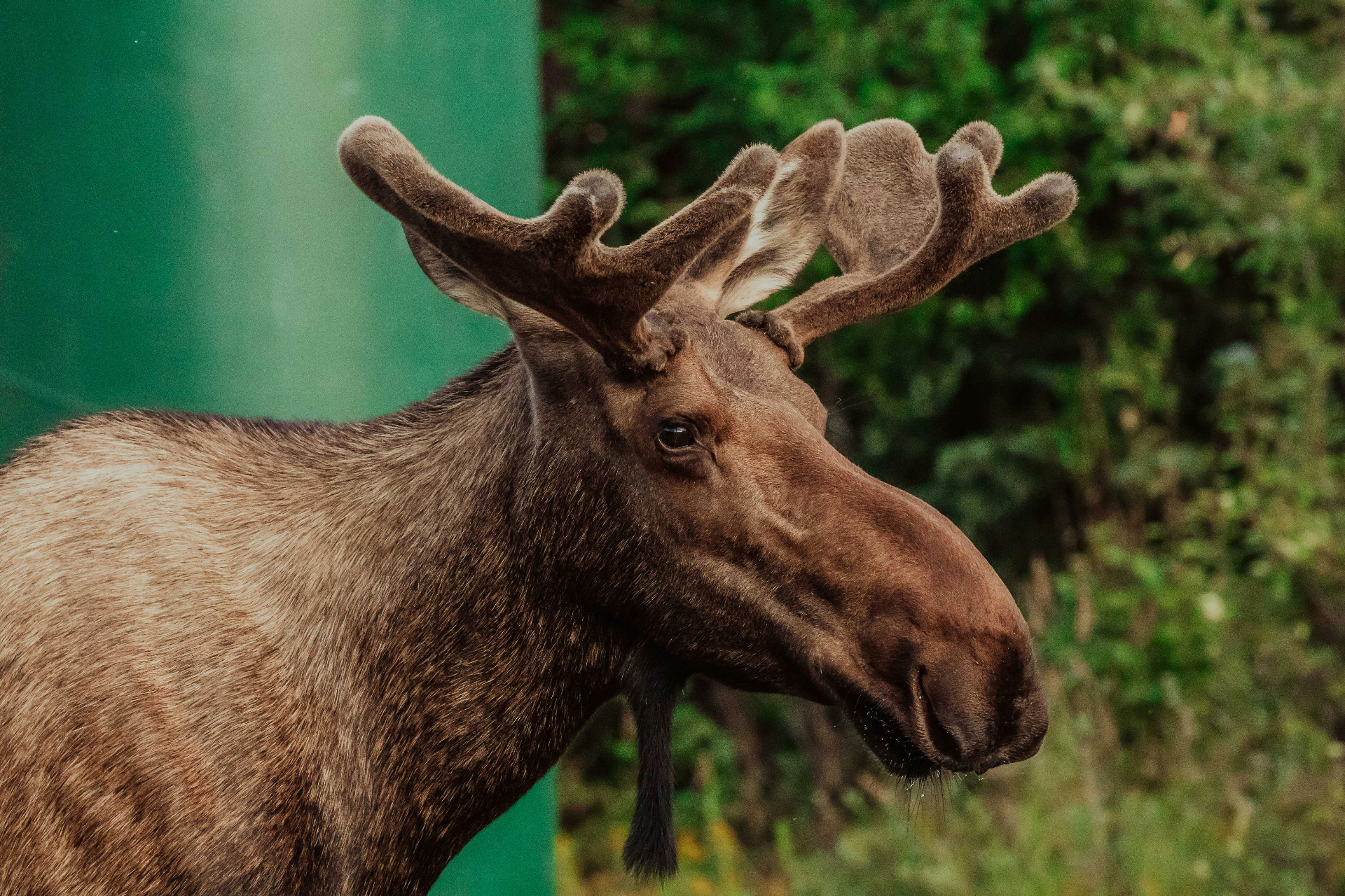 August in Alaska